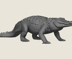 Wild Crocodile