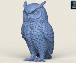 Wild Owl Bird