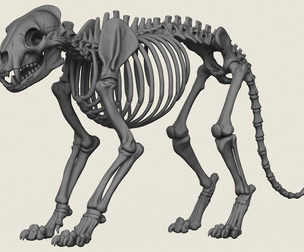 Tiger Skeleton Print Ready 3D Model