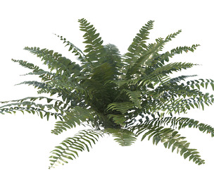 Sword Ferns 01 with 5 LODs