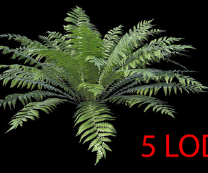 Fern Dryopteris 01 with 5 LODs