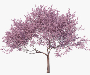 Blossoming Sakura High Poly 02