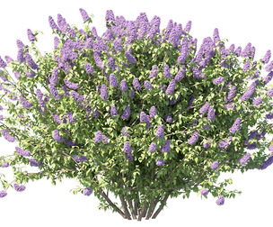Blooming Lilac Bush in Spring 01