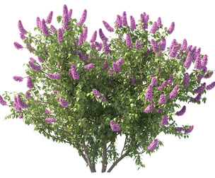 Blooming Lilac Bush in Spring 02