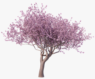 Blossoming Sakura High Poly 03 PBR