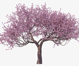Blossoming Sakura High Poly 04 PBR