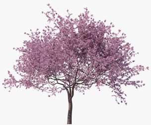 Blossoming Sakura High Poly 05 PBR