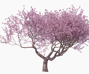 Blossoming Sakura High Poly 06 PBR