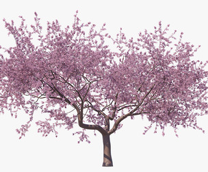 Blossoming Sakura High Poly 07 PBR