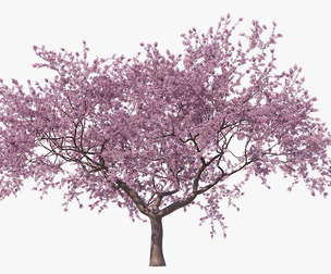 Blossoming Sakura High Poly 08 PBR