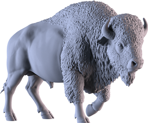 Bison