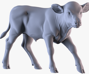 Calf