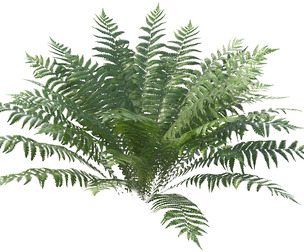 Fern Dryopteris 02 with 5 LODs PBR
