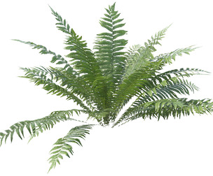 Fern Dryopteris 03 with 5 LODs PBR