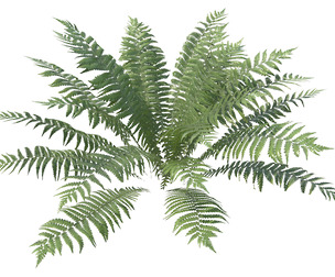 Fern Dryopteris 04 with 5 LODs PBR