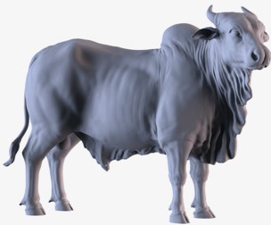 Ongole Bull