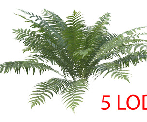 Fern Dryopteris 05 with 5 LODs PBR