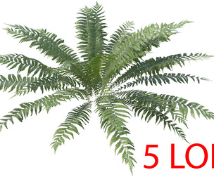 Fern Dryopteris 06 with 5 LODs PBR
