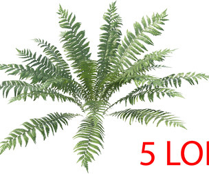 Fern Dryopteris 07 with 5 LODs PBR