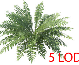 Fern Dryopteris 08 with 5 LODs PBR