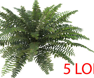 Sword Fern 02 with 5 LODs PBR
