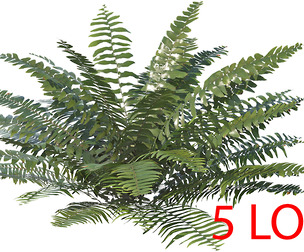 Sword Fern 03 with 5 LODs PBR
