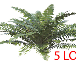 Sword Fern 04 with 5 LODs PBR