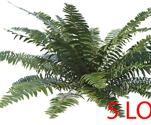 Sword Fern 05 with 5 LODs PBR