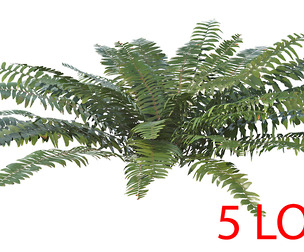 Sword Fern 06 with 5 LODs PBR