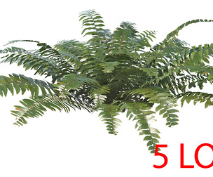 Sword Fern 07 with 5 LODs PBR