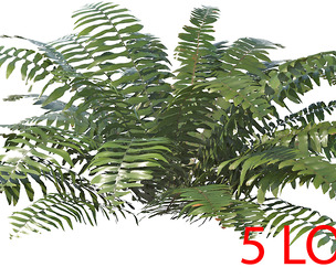 Sword Fern 08 with 5 LODs PBR