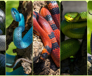Snakes & Lizards 2 -Photo Reference Package For Artists-425 JPEGs noAI