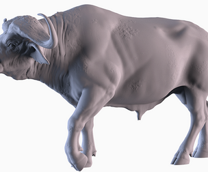 African Buffalo