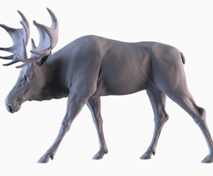 Moose grazing