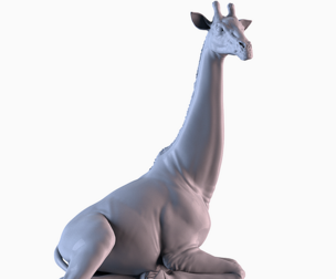 Resting Giraffe