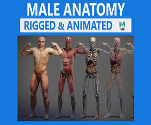 Male Anatomy Rigged & Animated
