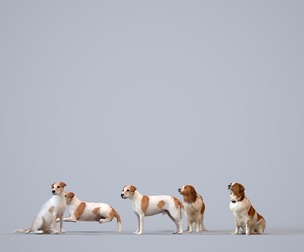 Basics_0351 - Misc A set containing 5 models of a dog