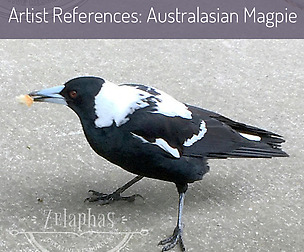 Artist Reference Photos: Australasian Magpie