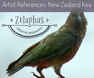 Artist Reference Photos: New Zealand Kea