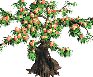 Plant - peach tree 032