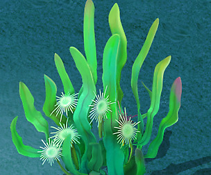 Submarine cartoon world - lonely Yu seaweed