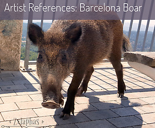 Artist Reference Photos: Barcelona Boar