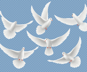 6 Flying White Dove Vectors, Realistic Peace Bird Clipart, EPS Format
