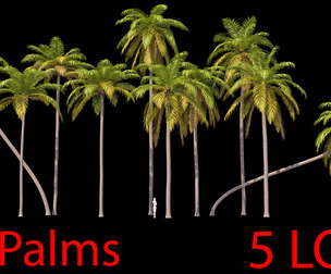 Palms Set 01 PBR with 5 LODs
