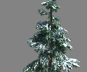 Ice and Snow - Cedar 01