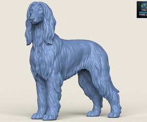 Afghan Hound Dog