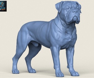 Bullmastiff Dog