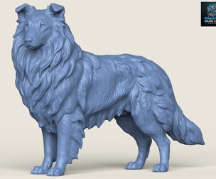 Rough Collie Dog