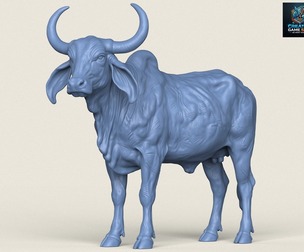 Indian Desi Gir Cow