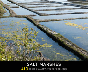 Salt Marshes
